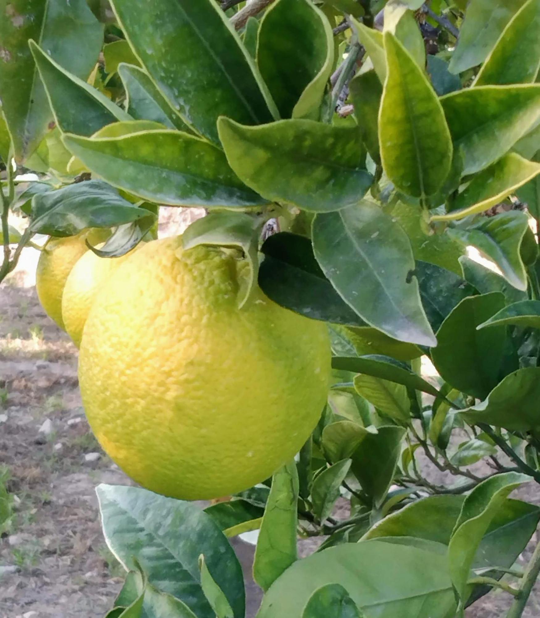 B&B La Granadilla Cónchar Eksteriør bilde