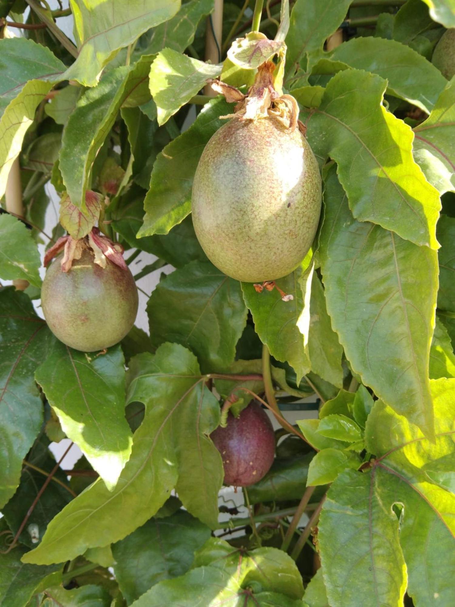B&B La Granadilla Cónchar Eksteriør bilde