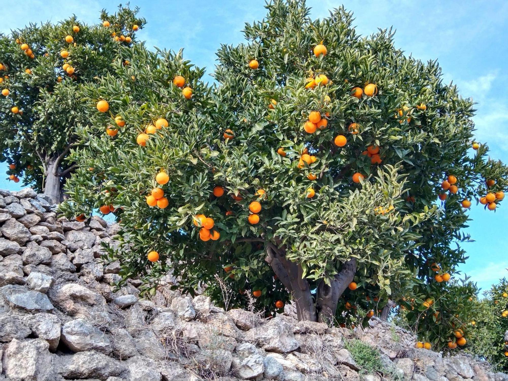 B&B La Granadilla Cónchar Eksteriør bilde